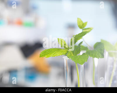 Plantes contenues dans les tubes à essai en attente d'un test dans un laboratoire de biotechnologie Banque D'Images