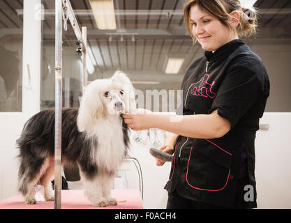 Portrait de chien et en salon de toilettage chien toiletteur Banque D'Images