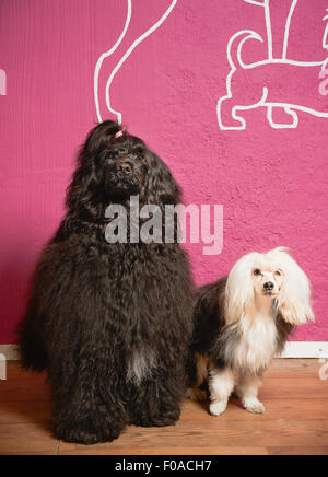 Portrait de deux chiens en salon de toilettage Banque D'Images