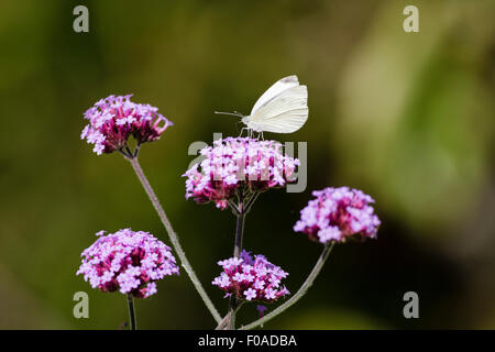 Petit chou blanc ou white butterfly (Pieris rapae) sur fleur de verveine, East Sussex, UK le jardin Banque D'Images