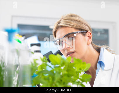 Visualisation scientifique développement de plantes expérimentales en laboratoire de recherche Banque D'Images