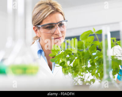 Visualisation scientifique développement de plantes expérimentales en laboratoire de recherche Banque D'Images