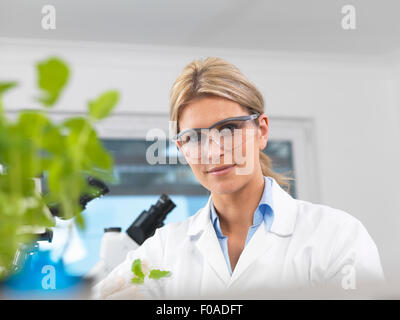 Visualisation scientifique développement de plantes expérimentales en laboratoire de recherche Banque D'Images