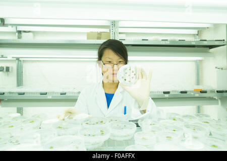 Les jeunes femmes à la recherche scientifique à l'usine d'échantillon dans la boîte de pétri in lab Banque D'Images