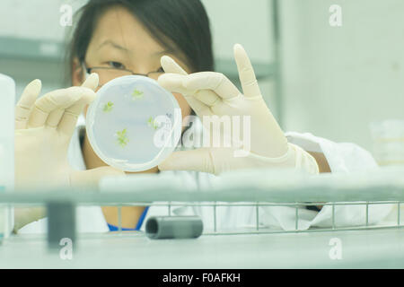 Close up of female scientist looking at échantillon végétal in petri dish in lab Banque D'Images