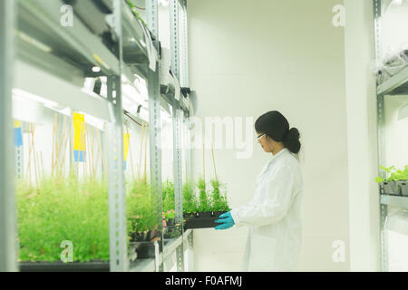 Female scientist dépose des échantillons en laboratoire à effet Banque D'Images