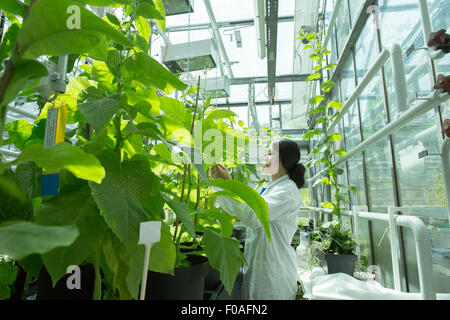 Female scientist testing échantillon végétal dans les lab Banque D'Images