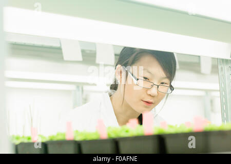 Female scientist looking at échantillon végétal dans les lab Banque D'Images