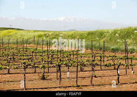 Vignes dans un vignoble. Photographié dans les hauteurs du Golan, Israël Banque D'Images