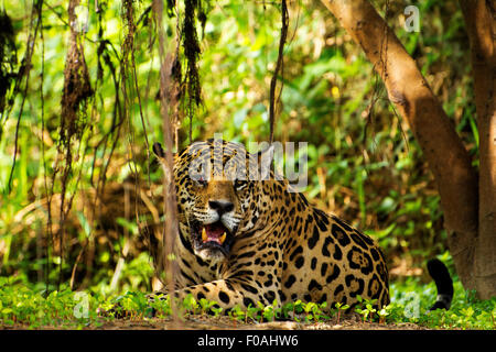 Jaguar (Panthera onca) située sur les rives de la rivière Três Irmãos dans le domaine de Mato Grosso, la région est appelée Pantanal. Banque D'Images