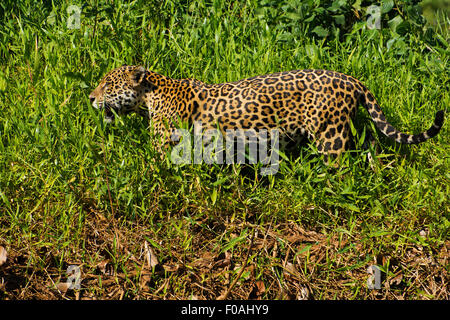 Jaguar (Panthera onca) marchant sur les rives de la rivière Três Irmãos dans le domaine de Mato Grosso, la région est appelée Pantanal. Banque D'Images