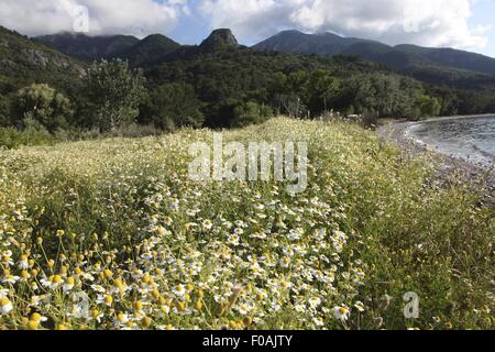 Camomille pré dans le Parc National de la péninsule de Dilek, Turquie Banque D'Images