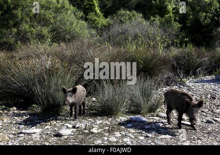 Deux sangliers dans le Parc National de la péninsule de Dilek, Turquie Banque D'Images