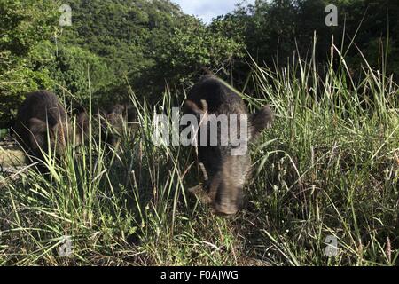 Deux sangliers dans le Parc National de la péninsule de Dilek, Turquie Banque D'Images