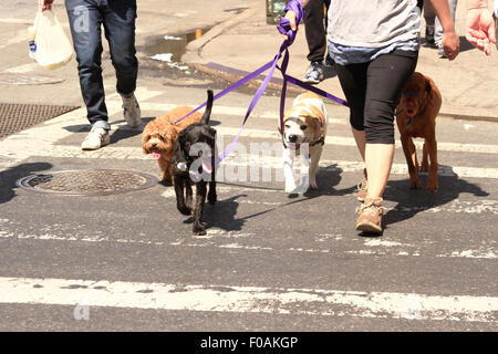 Promenade de chiens à New York City Banque D'Images