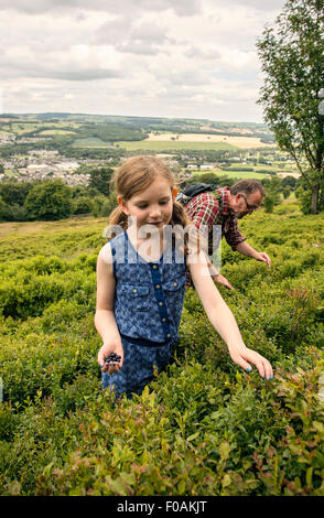 Un père et sa fille cueillette myrtilles sur les dépenses après-midi Otley chevin, West Yorkshire. Banque D'Images