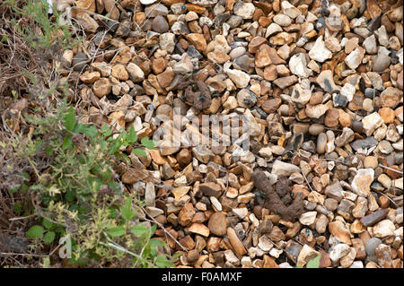 Mouches Autour D Excrements De Chat Sur Des Pierres Dans Un Jardin Photo Stock Alamy