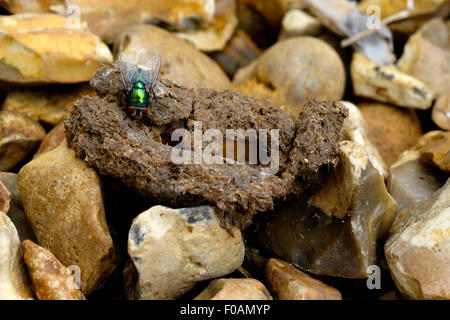 Mouches Autour D Excrements De Chat Sur Des Pierres Dans Un Jardin Photo Stock Alamy