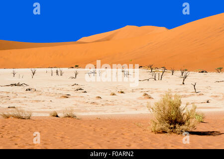 Les Morts Viei (DeadVlei) Pan, Namib-Naukluft National Park, Sossusviei, Désert du Namib, Région Hardap, République de Namibie Banque D'Images