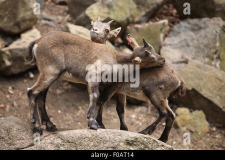 Bouquetin des Alpes (Capra ibex), également connu sous le nom de steinbock ou bouquetin au Zoo de Chomutov en Bohême du Nord, Chomutov, République tchèque. Banque D'Images