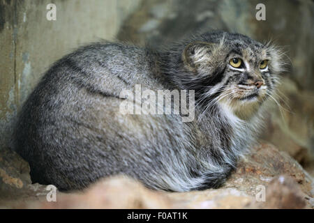 Le chat de Pallas (Otocolobus manul), également connu sous le nom de la manul au Zoo de Chomutov en Bohême du Nord, Chomutov, République tchèque. Banque D'Images