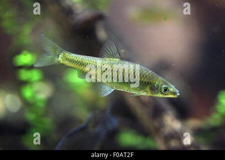 Stone moroko (Pseudorasbora parva), également connu sous le nom de l'topmouth gudgeon au Zoo de Chomutov en Bohême du Nord, Chomutov, République tchèque Republi Banque D'Images