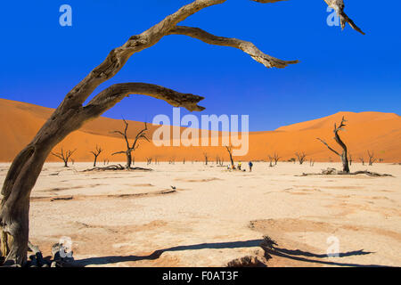 Les Morts Viei (DeadVlei) Pan, Namib-Naukluft National Park, Sossusviei, Désert du Namib, Région Hardap, République de Namibie Banque D'Images