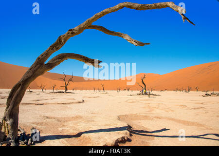 Les Morts Viei (DeadVlei) Pan, Namib-Naukluft National Park, Sossusviei, Désert du Namib, Région Hardap, République de Namibie Banque D'Images