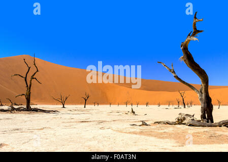 Les Morts Viei (DeadVlei) Pan, Namib-Naukluft National Park, Sossusviei, Désert du Namib, Région Hardap, République de Namibie Banque D'Images