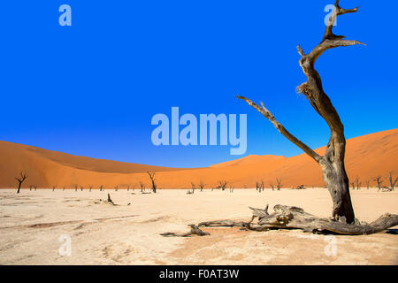 Les Morts Viei (DeadVlei) Pan, Namib-Naukluft National Park, Sossusviei, Désert du Namib, Région Hardap, République de Namibie Banque D'Images