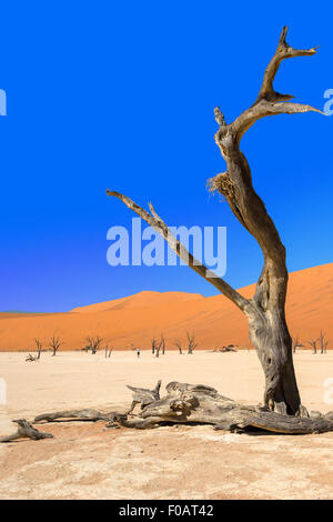 Les Morts Viei (DeadVlei) Pan, Namib-Naukluft National Park, Sossusviei, Désert du Namib, Région Hardap, République de Namibie Banque D'Images