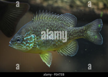 Le crapet-soleil (Lepomis gibbosus) au Zoo de Chomutov en Bohême du Nord, Chomutov, République tchèque. Banque D'Images