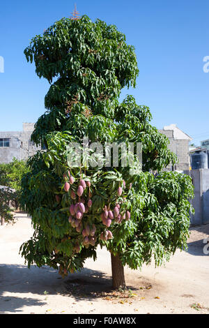 Les mangues mûres sur l'arbre. Cabos San Lucas, Baja California Sur. Le Mexique Banque D'Images