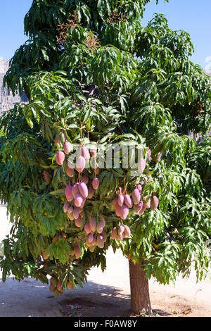 Les mangues mûres sur l'arbre. Cabos San Lucas, Baja California Sur. Le Mexique Banque D'Images