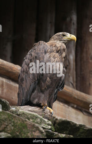 À queue blanche (Haliaeetus albicilla), également connu sous le nom de l'aigle de mer au Zoo de Chomutov en Bohême du Nord, Chomutov, République tchèque Republi Banque D'Images