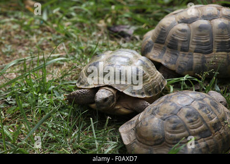 (Agrionemys horsfieldii tortue russe), également connu sous le nom de la tortue d'Asie centrale au Zoo de Chomutov en Bohême du Nord, Chomutov, Banque D'Images