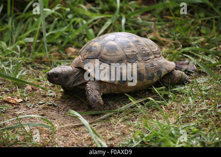 (Agrionemys horsfieldii tortue russe), également connu sous le nom de la tortue d'Asie centrale au Zoo de Chomutov en Bohême du Nord, Chomutov, Banque D'Images