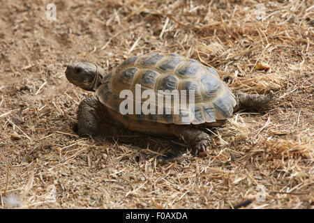 (Agrionemys horsfieldii tortue russe), également connu sous le nom de la tortue d'Asie centrale au Zoo de Chomutov en Bohême du Nord, Chomutov, Banque D'Images