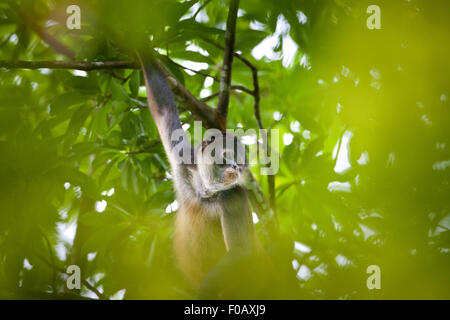 Panama faune avec Azuero Spider Monkey, Ateles geoffroyi azuerensis, à l'intérieur de la forêt tropicale du parc national Cerro Hoya, province de Veraguas, Panama. Banque D'Images