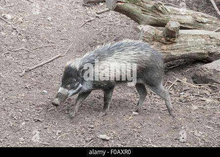 Un cochon verruqueuse Visayan (Sus cebifrons) une espèce en voie de disparition des Philippines. Banque D'Images