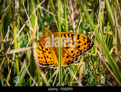 High Brown Fritillary papillon dans l'herbe sur les Sept Soeurs, East Sussex, UK Banque D'Images