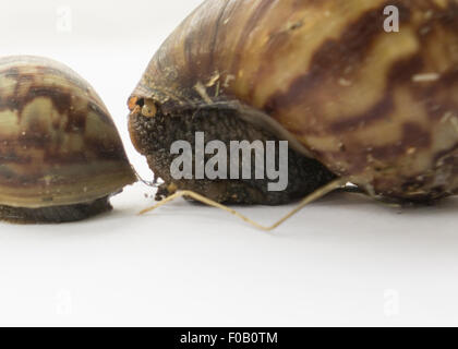 Lenteur de l'escargot slow start blanc gros plan jardin humide isolé excès de diapositives plaisir helix gastéropode lumineux marron dégueulasse Banque D'Images