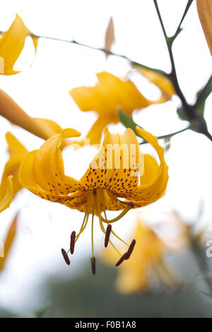 Lilium leichtlinii en fleur, jaune or avec des points sombres et tiges, sombre silhouette sur ciel blanc Banque D'Images