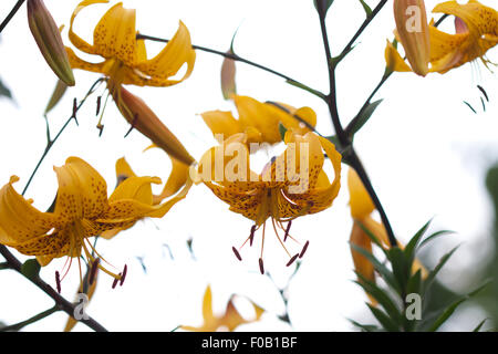 Lilium leichtlinii en fleur, jaune or avec des points sombres et tiges, sombre silhouette sur ciel blanc Banque D'Images