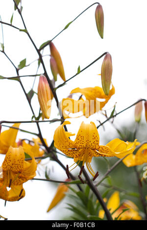 Lilium leichtlinii en fleur, jaune or avec des points sombres et tiges sombres Banque D'Images