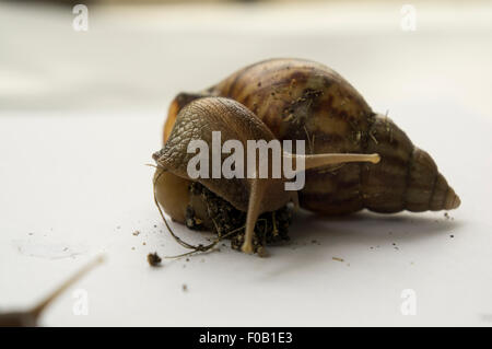 Lenteur de l'escargot slow start blanc gros plan jardin humide isolé excès de diapositives plaisir helix gastéropode lumineux marron dégueulasse Banque D'Images