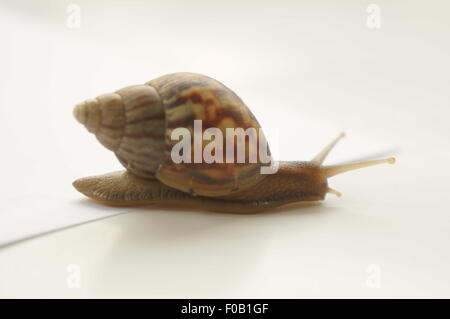 Lenteur de l'escargot slow start blanc gros plan jardin humide isolé excès de diapositives plaisir helix gastéropode lumineux marron dégueulasse Banque D'Images