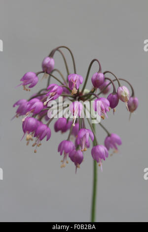 L'Allium cernuum, hochant oignon ou lady's leek - fleurs roses contre l'arrière-plan simple Banque D'Images