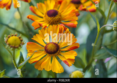 Helenium Rauchtopas asteraceae Banque D'Images