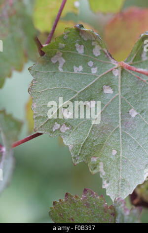 Columerus vitis, acariens blister grapeleaf dommages - face inférieure de la feuille d'ornement - Vitis vinifera 'Purpurea', l'été Banque D'Images